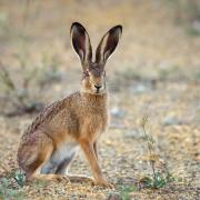 Team Hare
