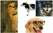 The Animals Society