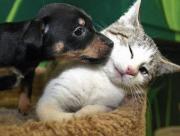 Team Puppies vs. Kittens