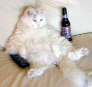 The Lazy Club
