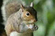 Squirrel Lovers