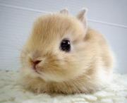 Plot Bunny Adoption agency