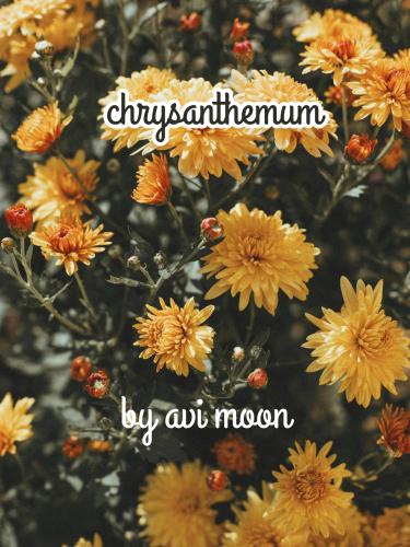 Cover art for chrysanthemum