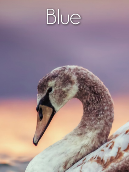 Cover art for Blue