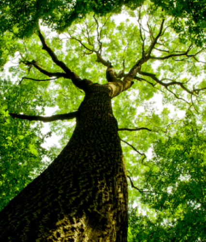 Cover art for This tree