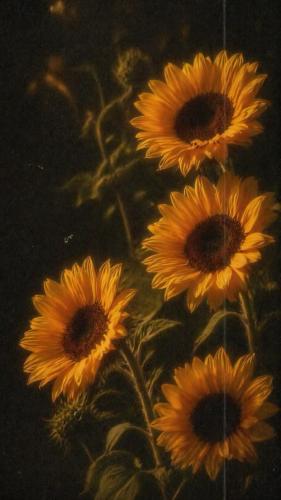 Cover art for Light