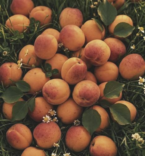 Cover art for Those delightful fruits