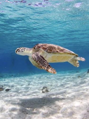 Cover art for The Turtle