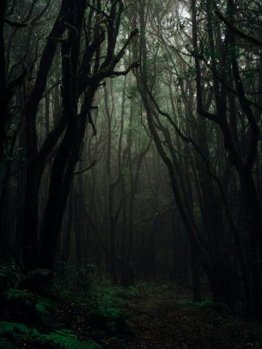 Cover art for In Antas Forest Part 1 - Travelers Two