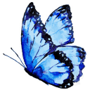 butterfly.png
