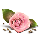rose-icon.png