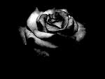 Photo of Sophia_x