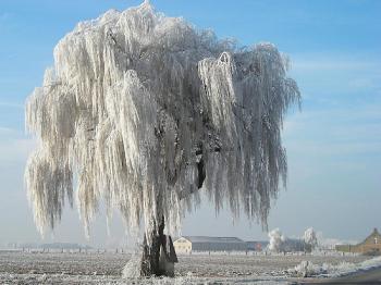 Photo of silverwillow