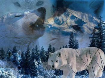 Photo of Wolves