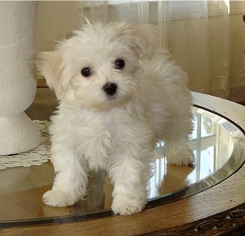 Photo of honeydawg