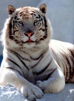 Photo of Crystalkitten