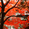 Photo of december