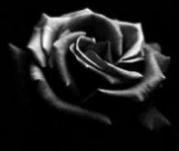 Photo of XxlBlackRoselxX