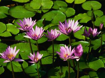 Photo of Marigold88