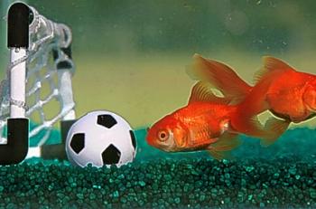 Photo of goalfish100