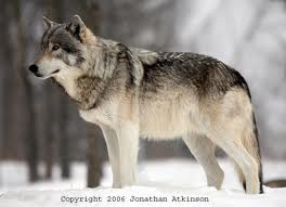 Photo of Fenrir77