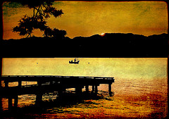 Photo of foxfire