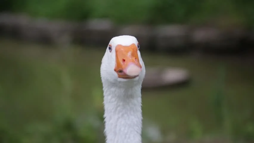 Photo of LitGoos