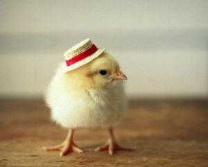 Photo of herschelthechicken