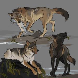 Photo of seawolf