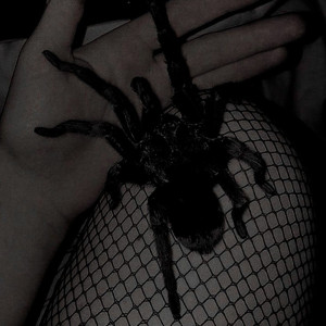 Photo of velvetcatsz