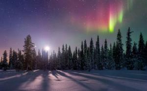 Photo of MoonlightForest