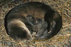 Photo of IzzyVesperis