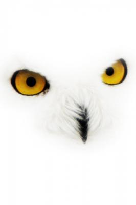 Photo of WallFlower