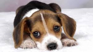 Photo of dogsrule5