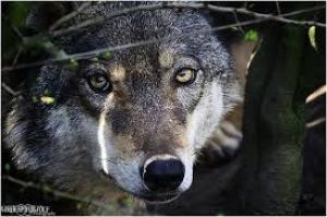 Photo of ChyrsoStemma