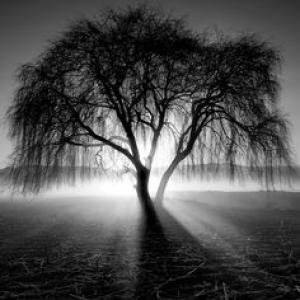 Photo of ShadowedStart