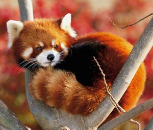 Photo of Firefox10
