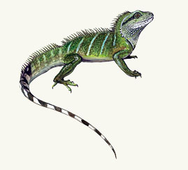 Photo of inkweaver