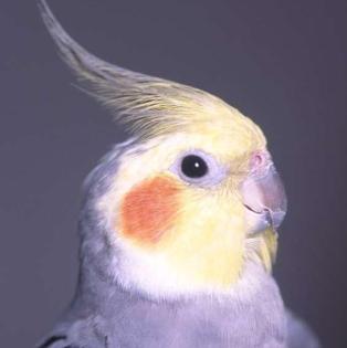 Photo of Shasta