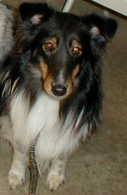 Photo of Crimson