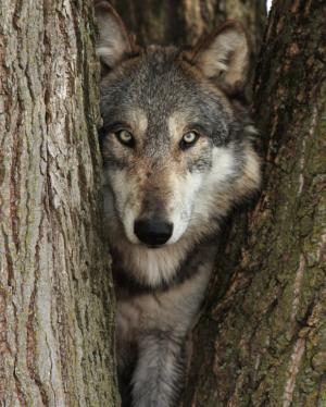 Photo of KarohelleWolf