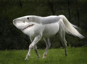 Photo of Mlloomps