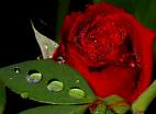 Photo of phantasm_of_innocence
