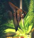 Photo of Chaos Angelfish