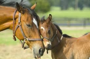 Photo of horseswrite