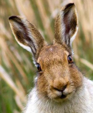 Photo of Hare