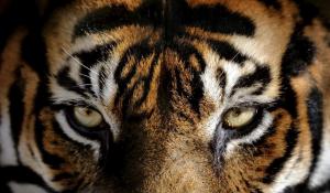 Photo of felidae