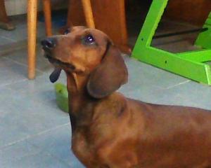 Photo of Dachsie