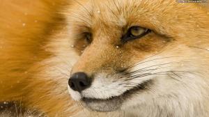 Photo of Goldenfox101