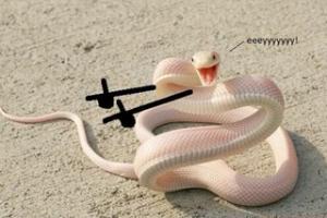 Photo of thesockpuppet